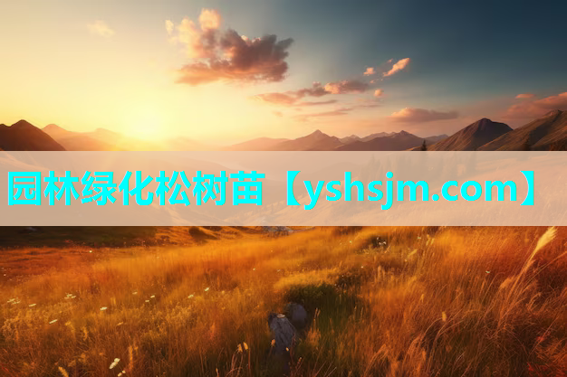 园林绿化松树苗