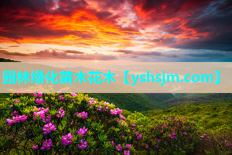 园林绿化苗木花木